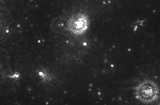 White Label ingredient MEL-RJPI (Distributor and Formulator only)